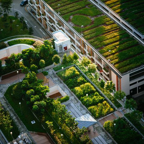 Daktuinen & urban farming