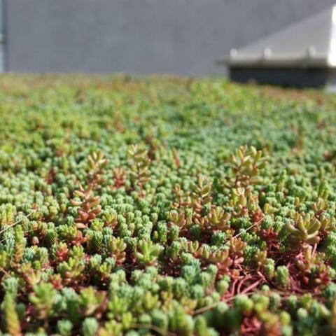 groendak