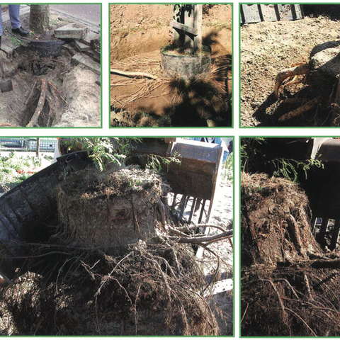 Deep Root wortelgeleiding